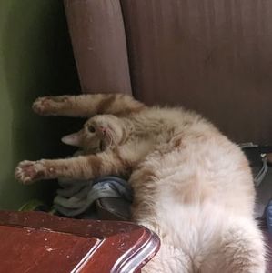 Meet your Posher, Cherry